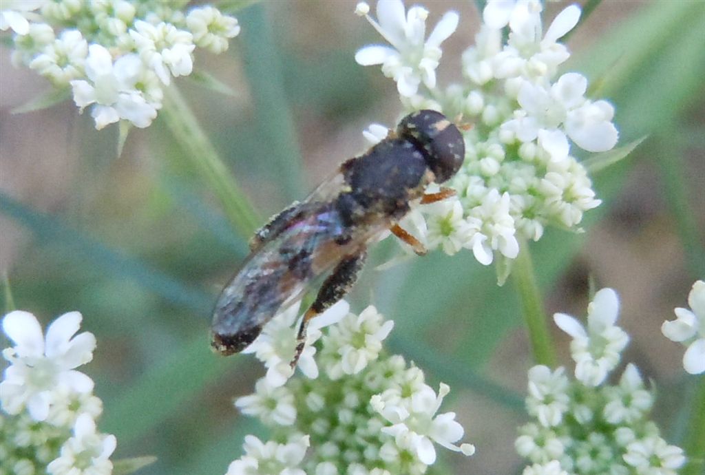 Syritta pipiens